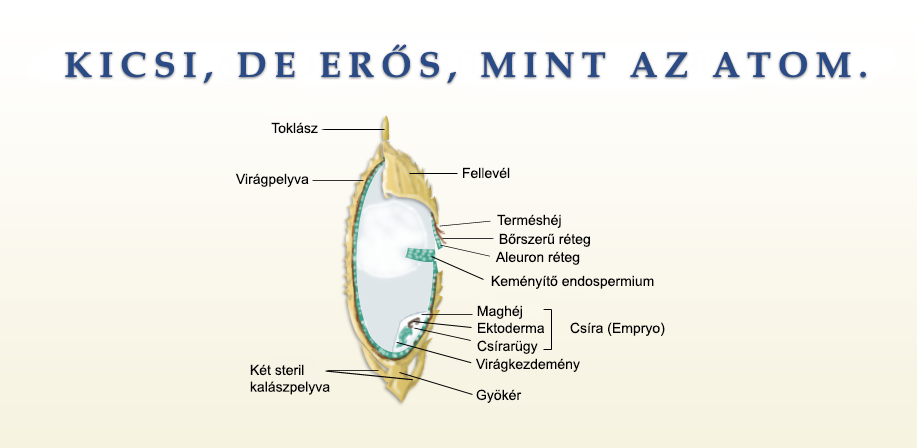 A RIZS ANATÓMIÁJA